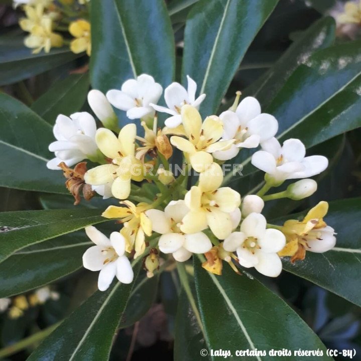 Pittospore du Japon, japanese cheesewood, Pittosporum tobira image